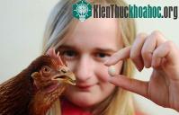 Ảnh Quả trứng gà nhỏ nhất thế giới