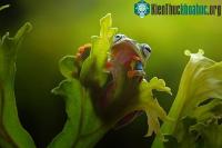 Ảnh Ếch ranh mãnh bắt sên cõng qua hồ