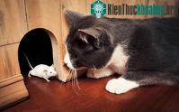 Ảnh Vì sao mèo thích tha "chiến lợi phẩm" về nhà?