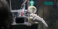 Ảnh Đào tạo bạch tuộc thành nhiếp ảnh gia đầu tiên trên thế giới