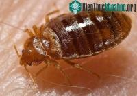 Ảnh Cách các sinh vật tiến hóa ở thời hiện đại
