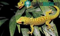 Ảnh 6 khả năng thú vị của tắc kè