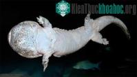 Ảnh Cá cóc khổng lồ Trung Quốc đối mặt nguy cơ tuyệt chủng