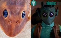 Ảnh Loài cá trê "mắt long lanh" được đặt tên theo sát thủ Star Wars