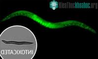 Ảnh Tạo thành công giun đột biến uống rượu không say