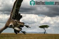 Ảnh Thí nghiệm giải mã chuyện "kền kền ăn xác thối vẫn thấy ngon"