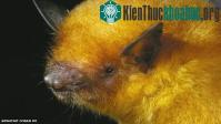 Ảnh Phát hiện dơi lông ánh kim ở Bolivia