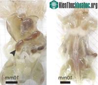 Ảnh Các nhà khoa học đã tạo ra được chuột trong suốt