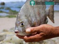 Ảnh Cá Pacu bất ngờ xuất hiện tại Nga