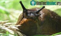 Ảnh Anh báo động nạn ốc sên ngoại lai khổng lồ tàn phá vườn tược