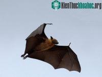 Ảnh Cần bảo vệ loài dơi quạ quý hiếm trước nguy cơ bị tận diệt