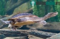 Ảnh Các loài động vật quái đản: thở bằng hậu môn, "xì hơi" để bơi