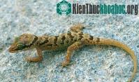 Ảnh Loài thằn lằn ngón mới ở Khánh Hòa