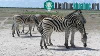 Ảnh Ngựa vằn lập kỷ lục chuyến di cư dài nhất trên lục địa