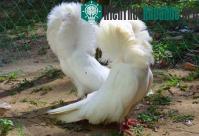 Ảnh Loài chim có bộ lông như sư tử
