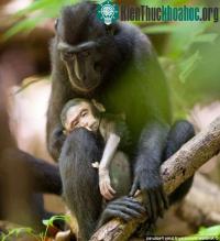 Ảnh Khỉ mẹ đau buồn ôm xác con 3 ngày