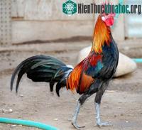 Ảnh Chuyện ấy gây sốc của động vật giống đực