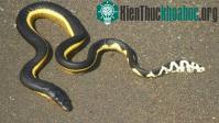 Ảnh Khả năng thần kỳ của rắn biển