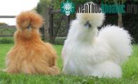 Ảnh Vẻ đẹp lạ lùng của loài gà Silkie trông như "chó lông xù"