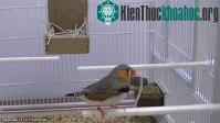 Ảnh Loài chim có thể chọn vật liệu xây tổ tốt nhất