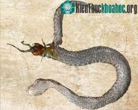 Ảnh Rắn bị cắn rách bụng khi quyết chiến với rết khổng lồ