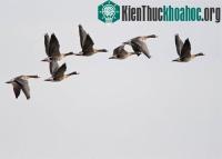 Ảnh Ngỗng trời có thể bay trong điều kiện nghèo oxy