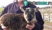Ảnh Cừu lai dê ra đời tại Ireland