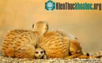 Ảnh Những thói quen ngủ dị thường ở động vật