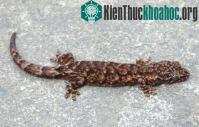 Ảnh Phát hiện loài thằn lằn mới ở Đà Nẵng