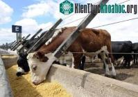 Ảnh Thức ăn giàu năng lượng giúp giảm chất thải động vật