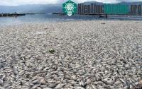 Ảnh Cá chết bí ẩn trên hồ núi lửa ở Indonesia