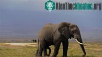 Ảnh Voi châu Phi có thể phân biệt giọng nói của người