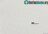 Ảnh Cuộc sống của động vật hoang dã ở lòng chảo muối