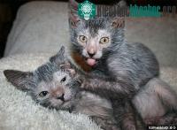 Ảnh Giống mèo mới lai chó sói
