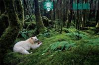 Ảnh Thế giới động vật mang màu trắng