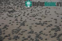 Ảnh Mùa sinh sản của rùa Brazil