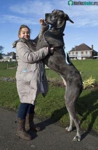 Ảnh Con chó cao 2,2 mét, nặng 70kg