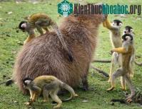 Ảnh Chuột tương lai to bằng cừu