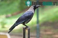 Ảnh Quạ dùng ánh mắt truyền thông tin