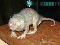Ảnh Khoa học vinh danh chuột chũi trụi lông