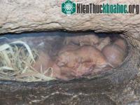 Ảnh Những tập tính sinh sản và tồn tại khó hiểu ở động vật