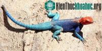 Ảnh Các kiểu động vật lòe loẹt mà chúng ta ít biết