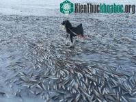 Ảnh Hình ảnh chú chó đứng trên xác hàng nghìn con cá gây "sốc"