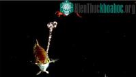 Ảnh Tuyệt chiêu săn mồi của các "xạ thủ" động vật
