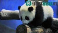 Ảnh Hơn 19.000 người xem gấu trúc con đầu tiên ở Đài Loan