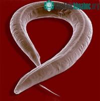 Ảnh Phát hiện tập tính giao phối "chết chóc" của loài giun