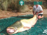 Ảnh Anh: Bắt được cá trê nặng gần 100kg