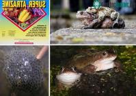 Ảnh Kỳ lạ những con đực biết đẻ trong thế giới động vật