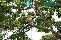 Ảnh Voọc mũi hếch tập trung lớn ở Hà Giang