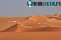 Ảnh Động vật hoang dã ở Sahara ngày càng ít